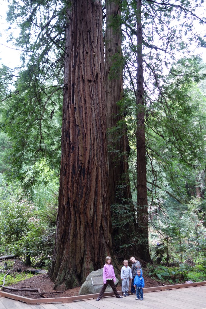 Muir Woods San Francisco blog2