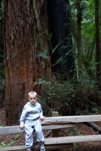 a baby redwood tree